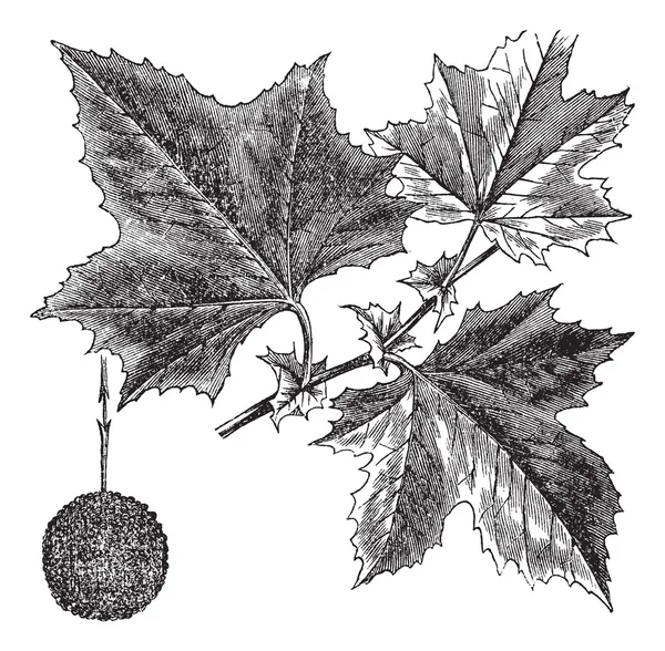Americký Javor klen nebo platanus occidentalis, vintage gravírování — Stockový vektor