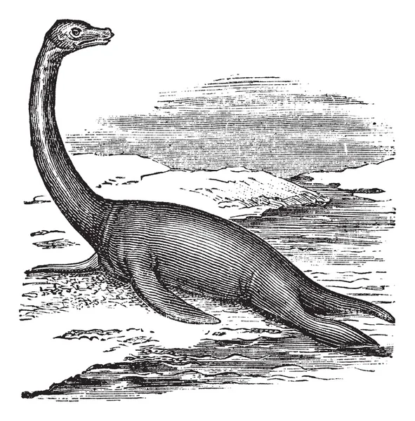 Plesiosaurus, vintage gravírozás — Stock Vector