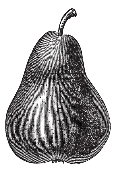 Pera o Pyrus sp., grabado vintage — Archivo Imágenes Vectoriales