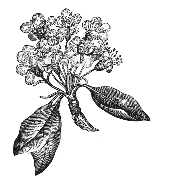 Poire ou Pyrus sp., gravure vintage — Image vectorielle
