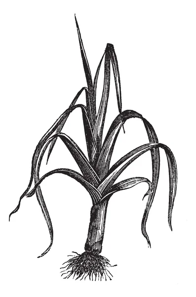 Leek or Allium ampeloprasum porrum, vintage engraving — Stock Vector