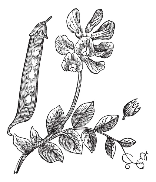 Ervilhas ou Pisum sativum, gravura vintage — Vetor de Stock