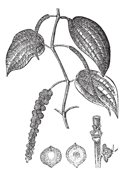Black pepper or Piper nigrum, vintage engraving — Stock Vector