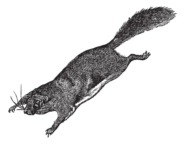 Esquilo voador ou Pteromyini ou Petauristini, gravura vintage — Vetor de Stock