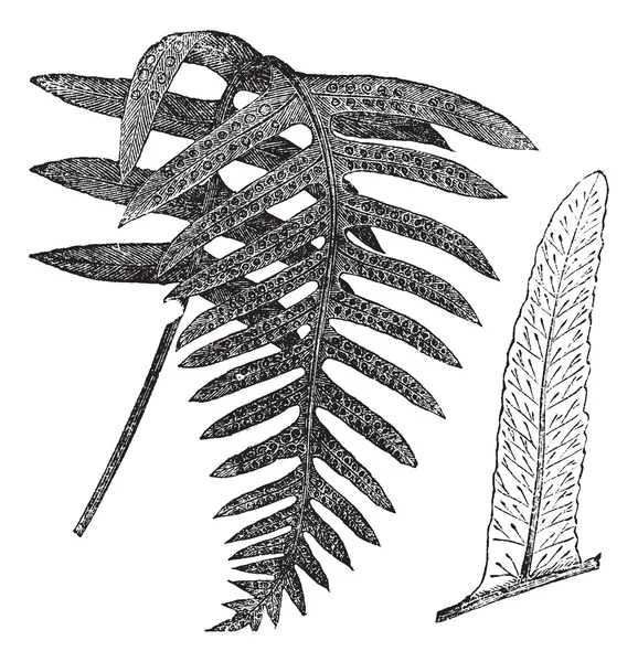 Polypodie oder Polypodium vulgare, Vintage-Gravur — Stockvektor