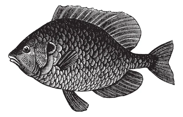 Pumpkinseed Sunfish or Lepomis gibbosus, vintage engraving — Stock Vector