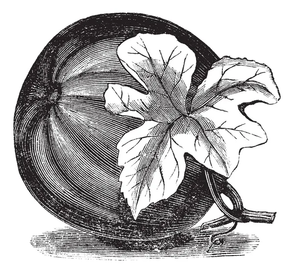 Pompoen (Cucurbita pepo) vintage gravure — Stockvector