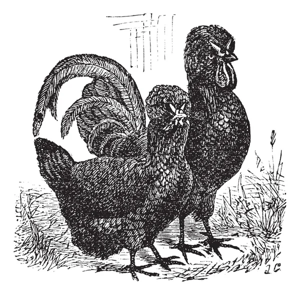Masculino e feminino de Crevecoeur (frango) gravura vintage — Vetor de Stock
