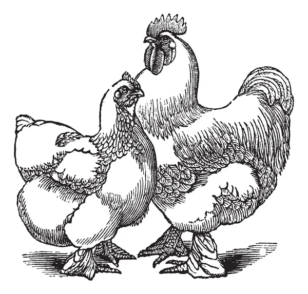 Gallina y gallo de Cochin o Cochin China (pollo) engr vintage — Vector de stock