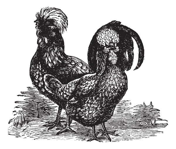 Masculino e feminino de Houdan (frango) gravura vintage —  Vetores de Stock