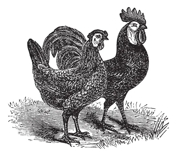 Männchen und Weibchen von weißgesichtigen schwarzen Spanisch (Huhn) vintage e — Stockvektor