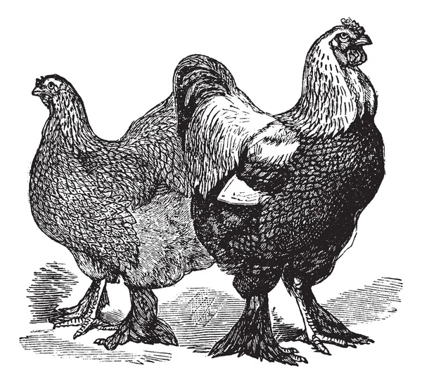 Männchen und Weibchen der Brahmas (Hühner) Vintage-Gravur — Stockvektor