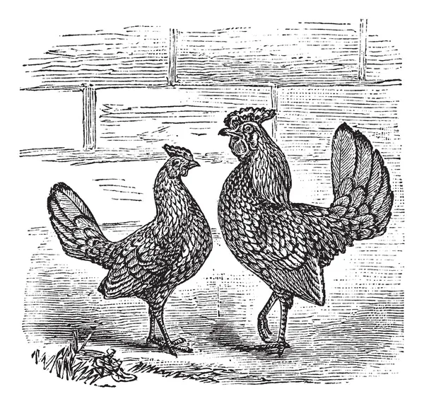 Zwei Bantam Huhn Vintage Gravur — Stockvektor