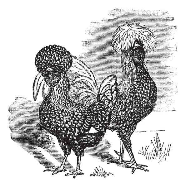 Maschio e femmina di polacco (pollo) incisione vintage — Vettoriale Stock