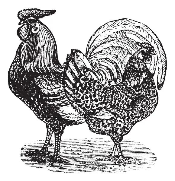 Mężczyzna i kobieta z rocznika eng Silver-Spangled Hamburg (kurczak) — Wektor stockowy