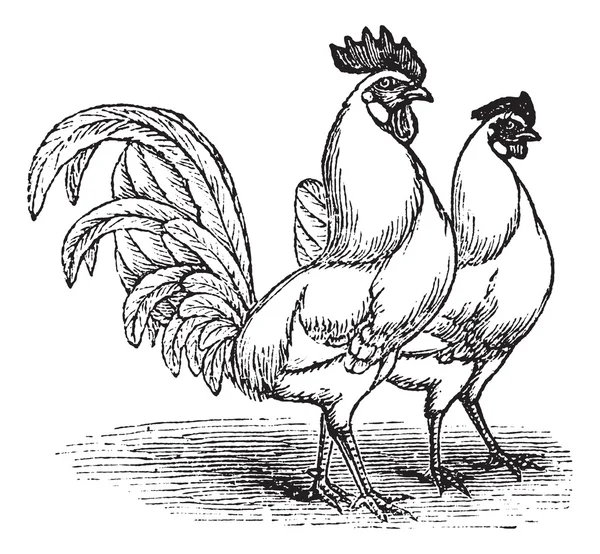 Masculino e feminino de White Leghorns (frango) gravura vintage —  Vetores de Stock