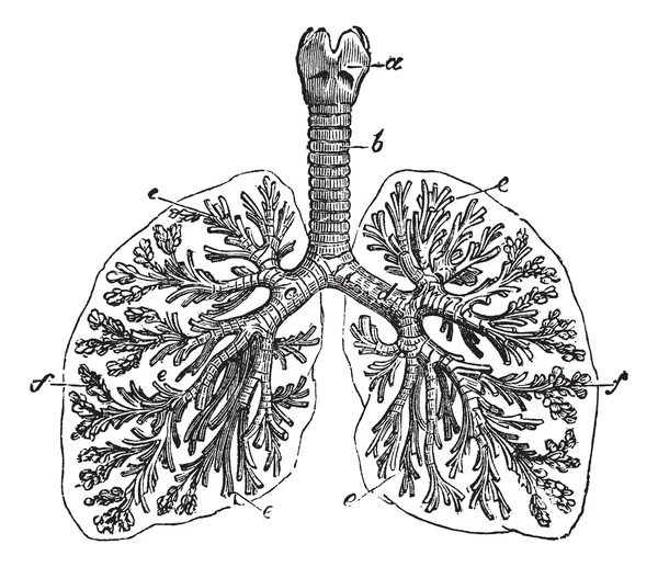 Os pulmões do homem gravura vintage — Vetor de Stock