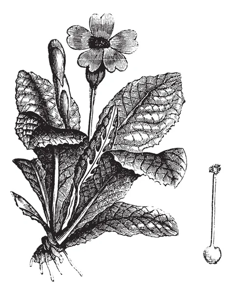 Винтажная гравировка Cowslip или Primula veris — стоковый вектор