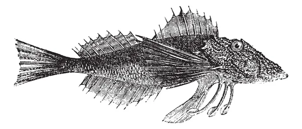 Common Sea Robin or Prionotus carolinus vintage engraving — Stock Vector