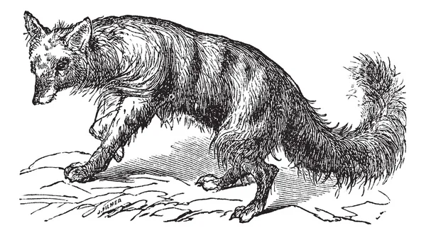 Aardwolf veya proteles cristatus antika gravür — Stok Vektör