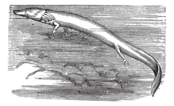 Olm 或 proteus anguinus 复古雕刻 — 图库矢量图片