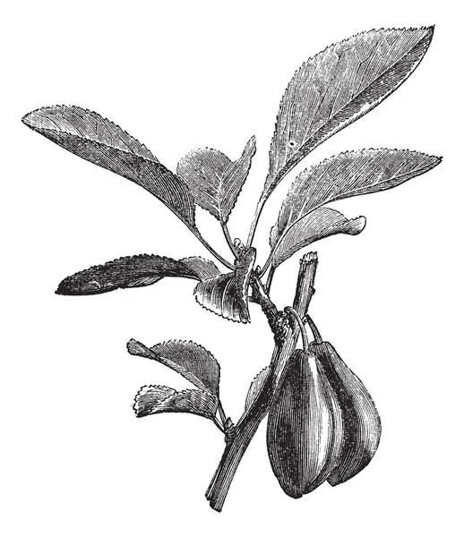 Szilva vagy Prunus insititia vintage gravírozás — Stock Vector
