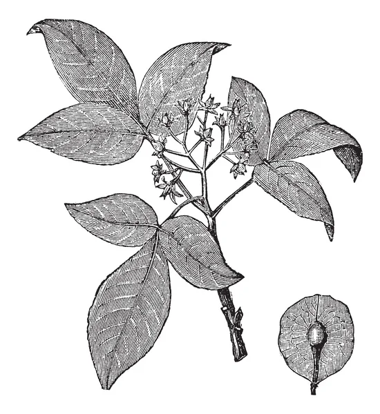 Hoptree または ptelea 齢実生樹のビンテージ彫刻 — ストックベクタ