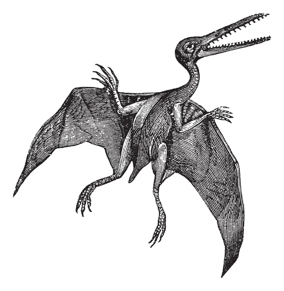 Pterodactylus or Pterodactylus antiquus vintage engraving — Stock Vector