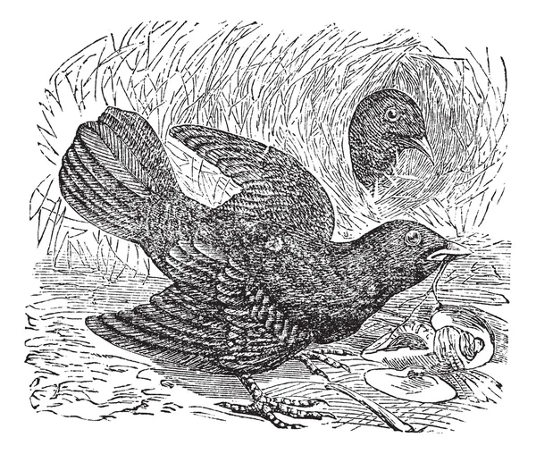 새틴 Bowerbird 또는 Ptilonorhynchus violaceus 빈티지 조각 — 스톡 벡터