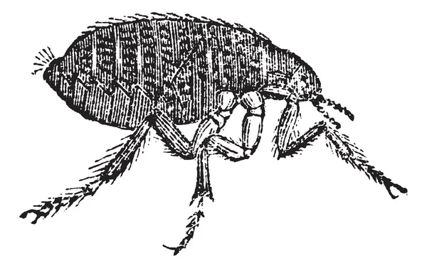 Human flea or Pulex irritans vintage engraving — Stock Vector