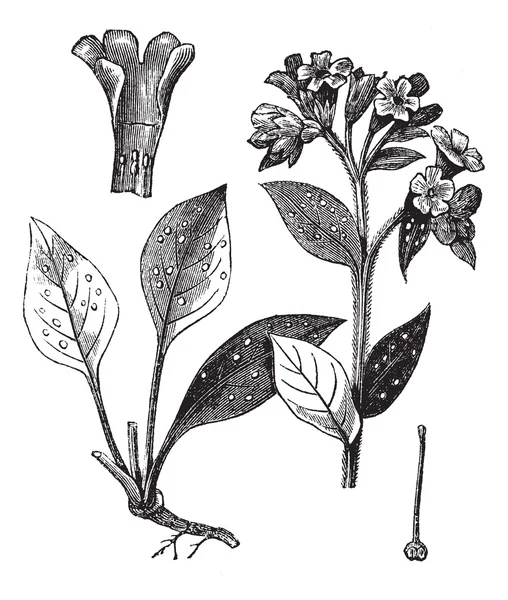 Χαρακτική officinale πνεύμονα (pulmonaria officinalis), vintage. — Διανυσματικό Αρχείο