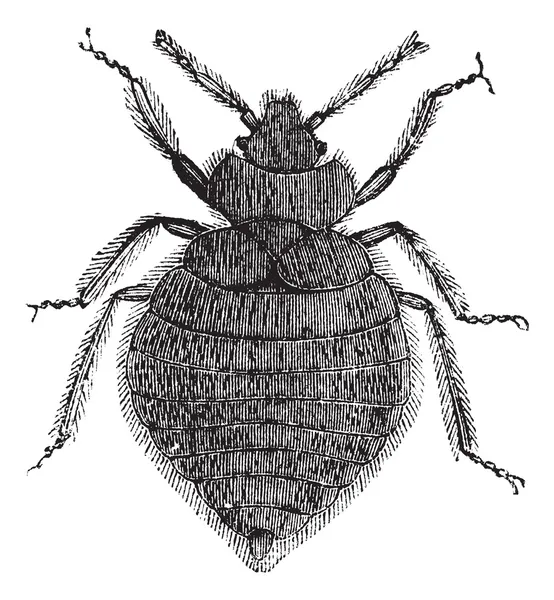 베드 버그 (cimex lectularius) 또는 cimicidae, 빈티지 조각. — 스톡 벡터