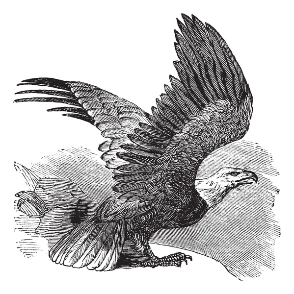 白頭ワシ (haliaeetus leucocephalus)、ヴィンテージの彫刻. — ストックベクタ