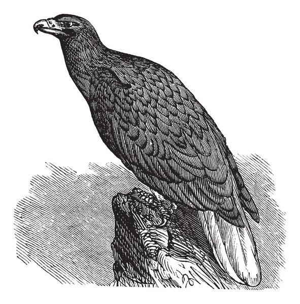 Aquila d'Europa (Haliaeetus albicilla) o Aquila dalla coda bianca, vi — Vettoriale Stock