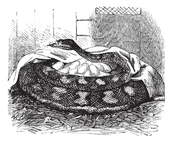 Python vrouwelijke leggen haar eieren, vintage gravure. — Stockvector