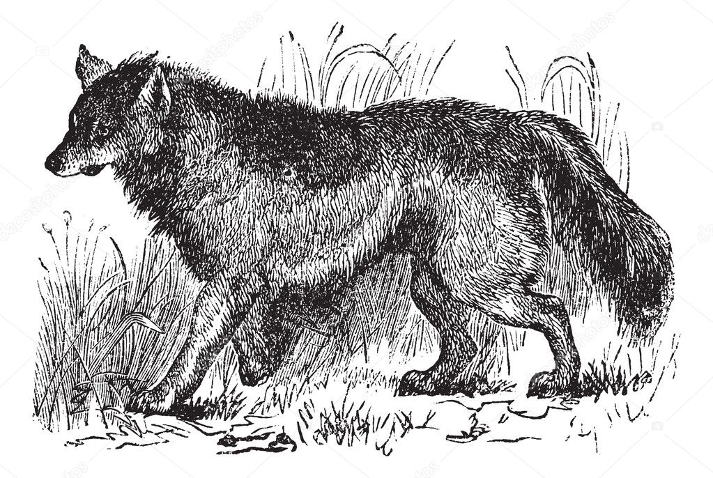 Coyote or Canis latrans vintage engraving