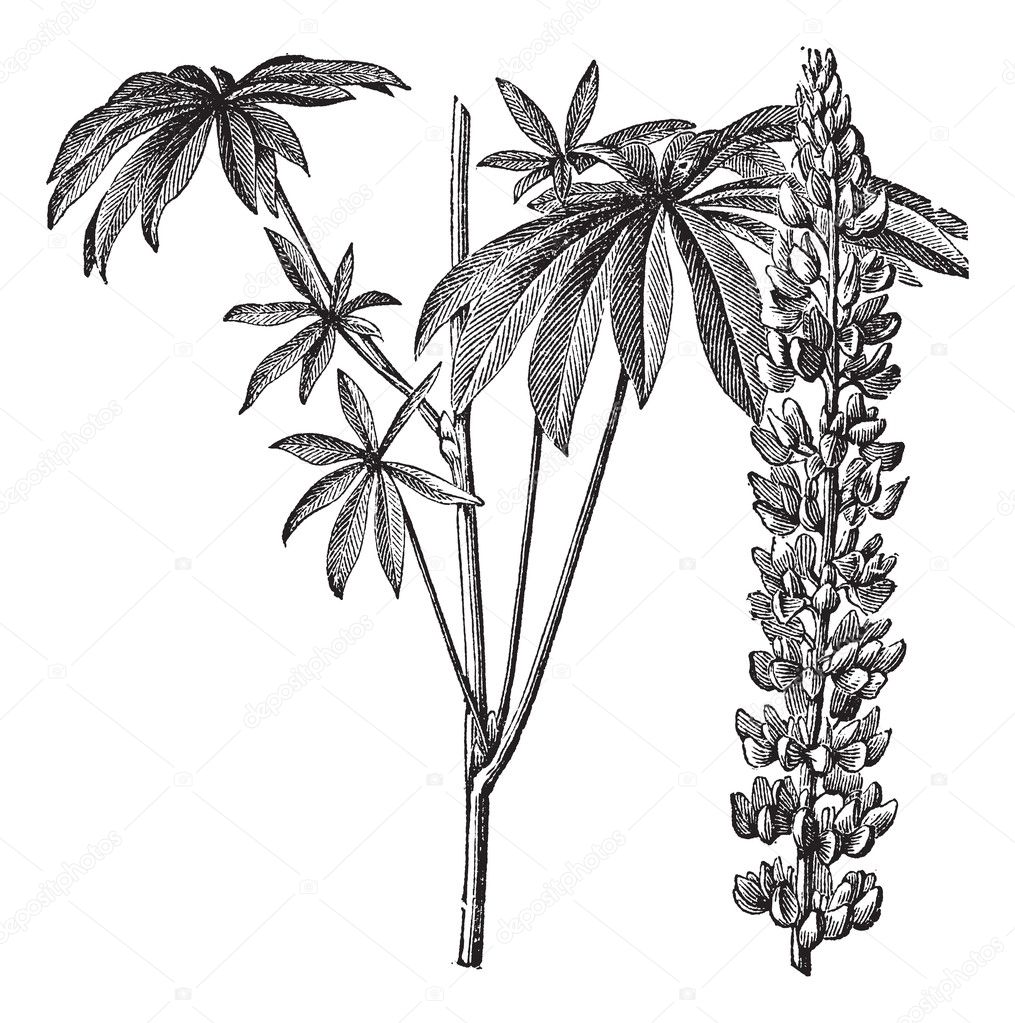 Large-leaved lupine or Lupinus polyphyllus vintage engraving