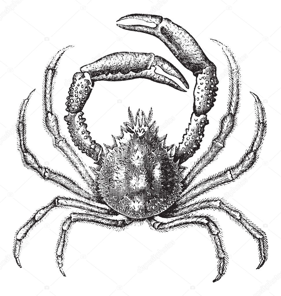 European spider crab or Maja squinado vintage engraving