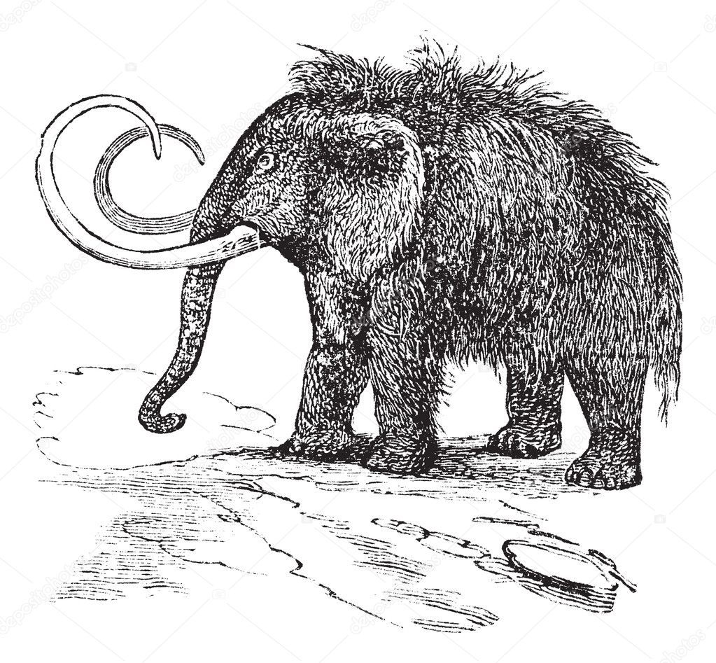 Woolly mammoth or Mammuthus primigenius vintage engraving