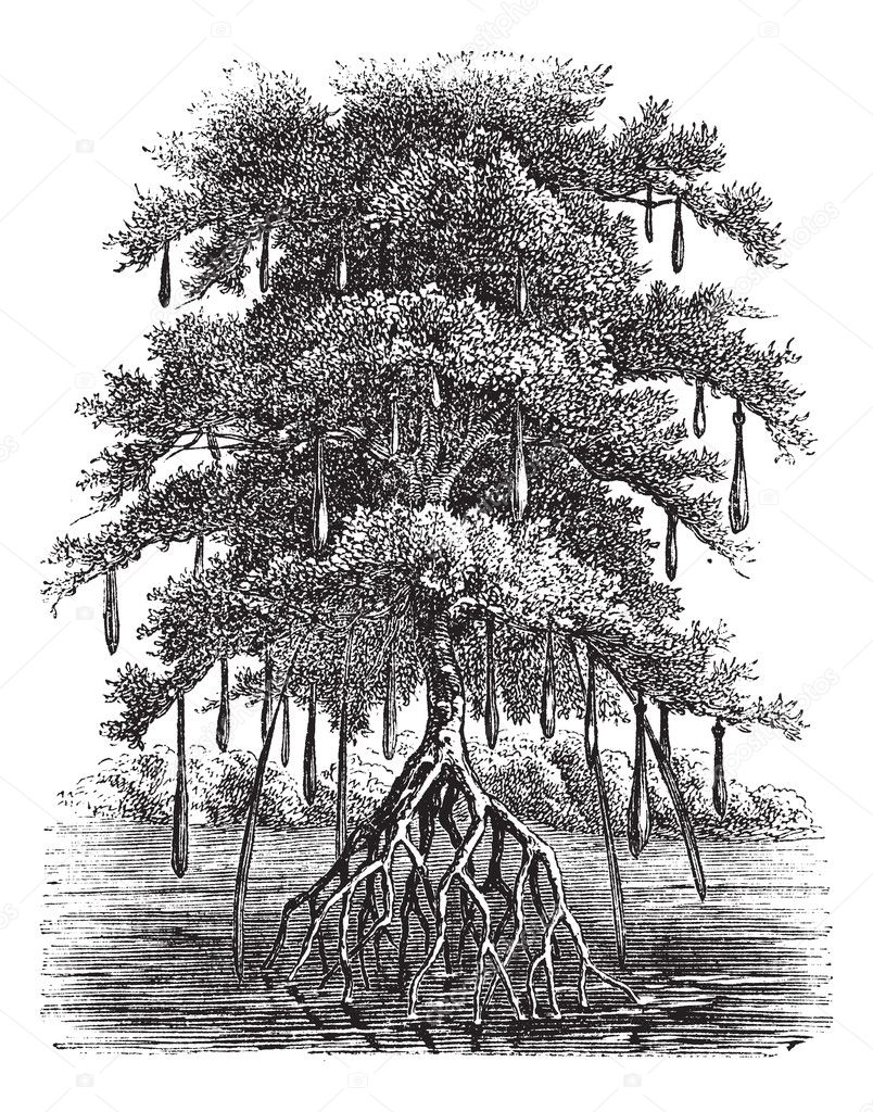 Mangrove or Mangal vintage engraving