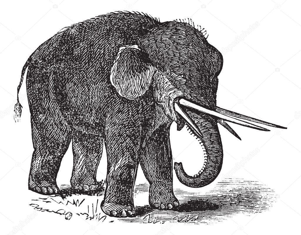 American mastodon or Mammut americanum vintage engraving