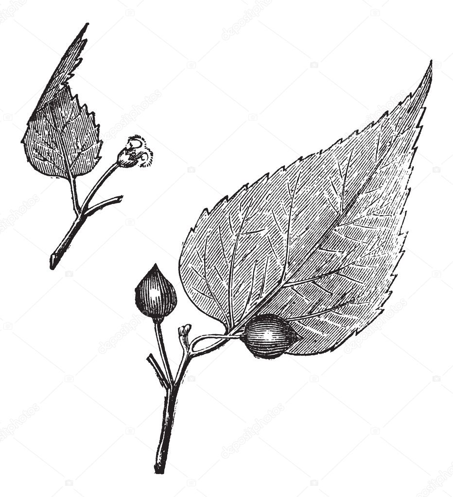 Virginia hackberry (Celtis occidentalis) or nettletree, vintage