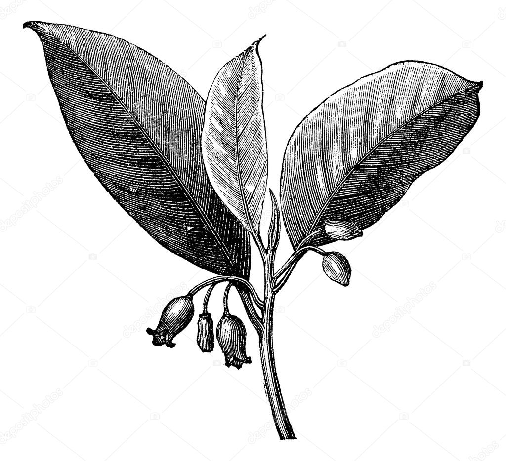 Nutmeg (Myristica fragrans), vintage engraving