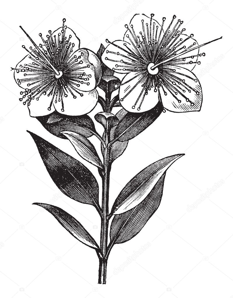 Myrtle or Myrtus communis, vintage engraved illustration