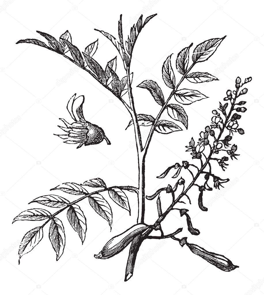 Peru Balsam or Myroxylon peruiferum, vintage engraved illustrati