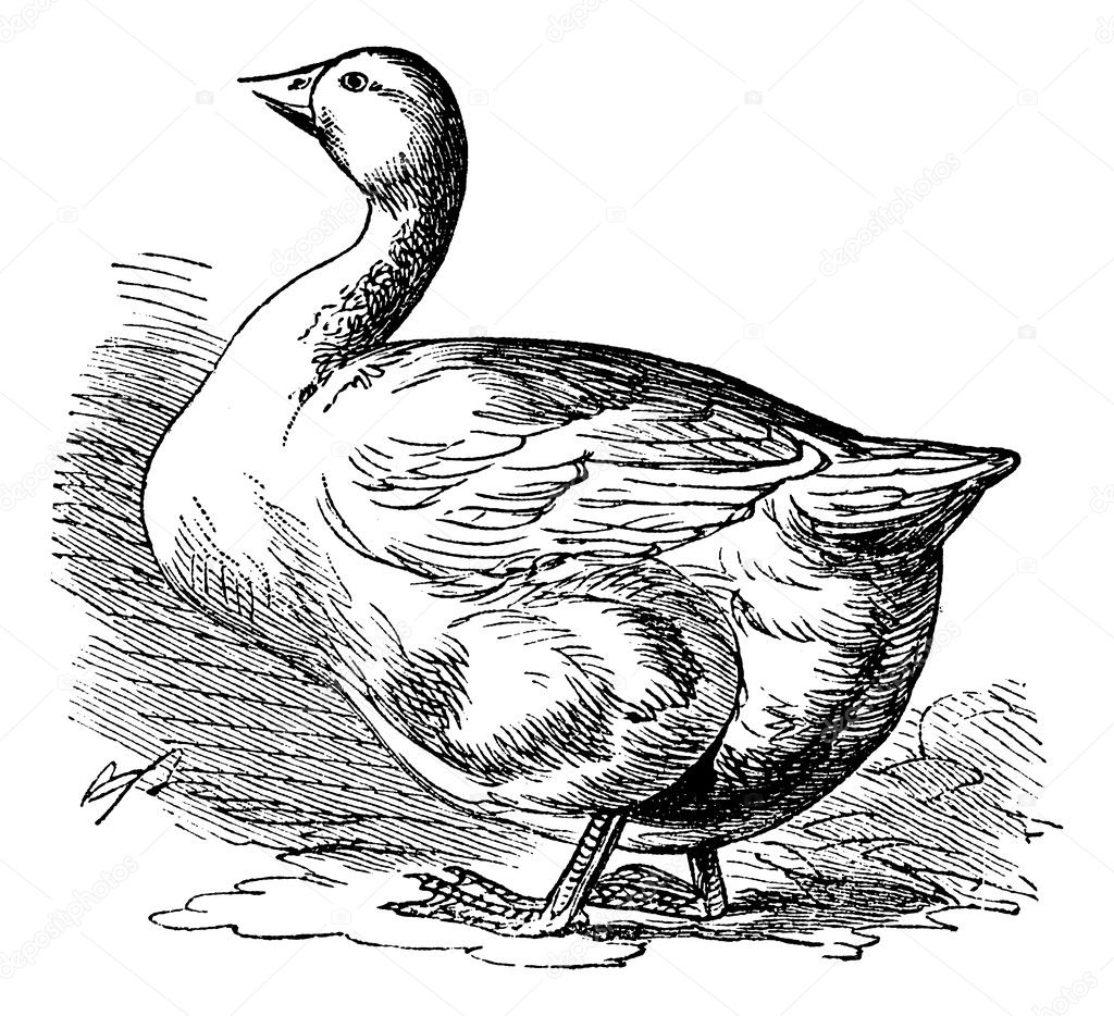 Bremen Goose, vintage engraving