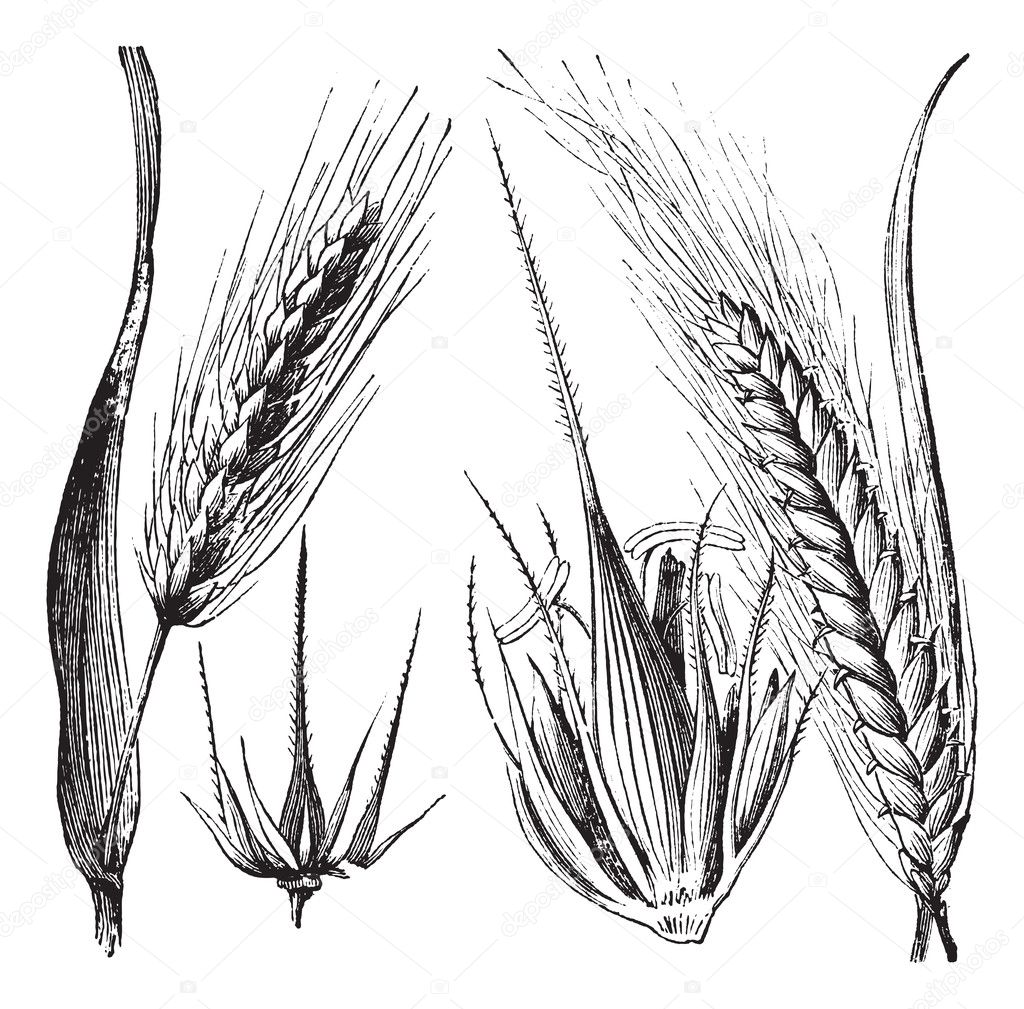 Barley Line Drawing Degraff Family