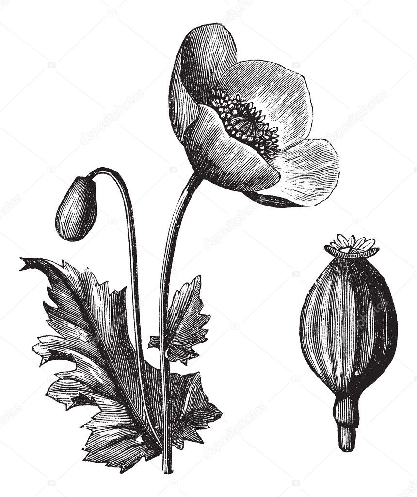 Opium Poppy or Papaver somniferum, vintage engraving