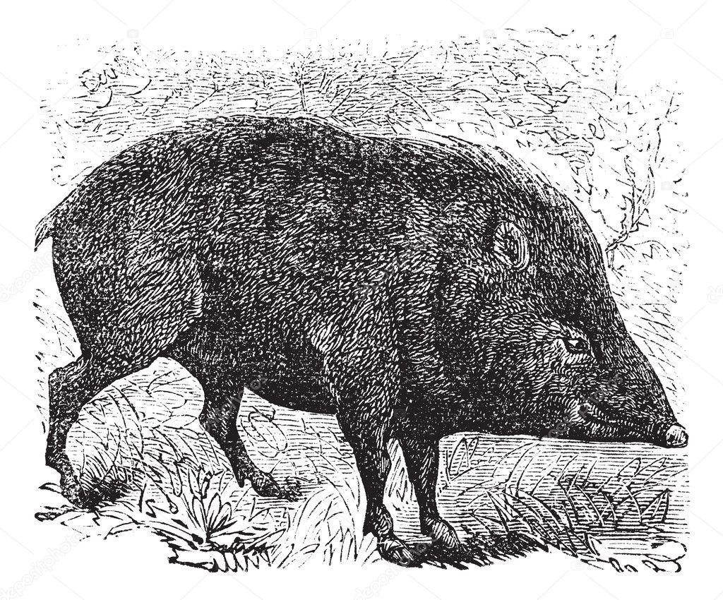 Wild boar  Britannica