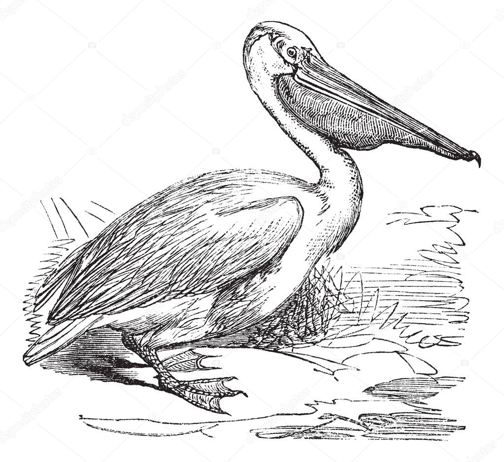 eastern brown pelican coloring pages